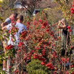 Okrasná jabloň (Malus) ´RED SENTINEL´ - výška 125-150 cm, kont. C15L - VIACKMENNÁ